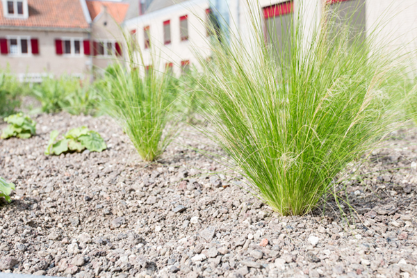 Groendak op dak parkeergarage Hoogheemraadschap Delfland