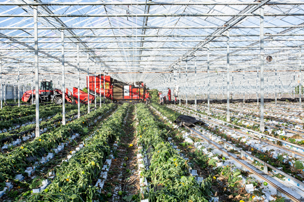 Jogetex Looftrekdoek voor teeltwisseling in de tuinbouw