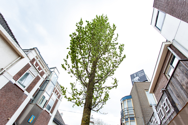 GreenBlue Urban RootSpace boombunkers in centrum Ede