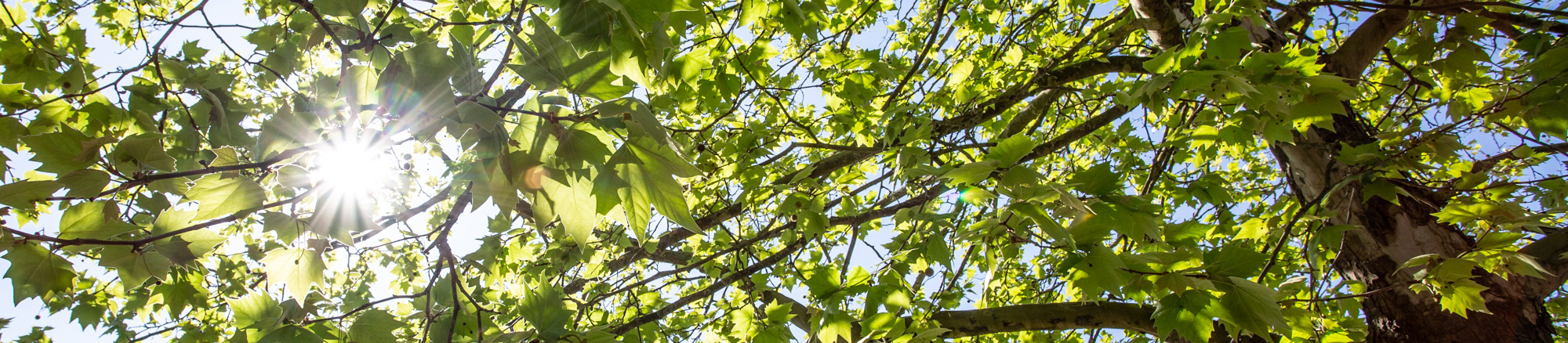 De eerste treebox in Nederland, 15 jaar later evaluatie door gemeente Apeldoorn en Joosten Kunststoffen