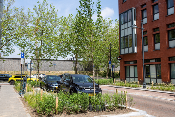 Gemeente Breda pakt hittestress aan met groeiplaatsen voor duurzaam groen