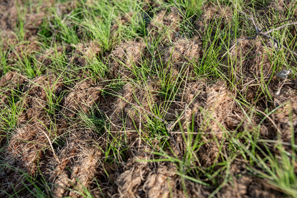 Anti-erosiemat Ecomat K400 beschermt oevers tegen erosie